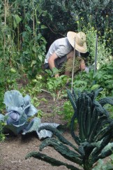 Front garden Jan 2013 033