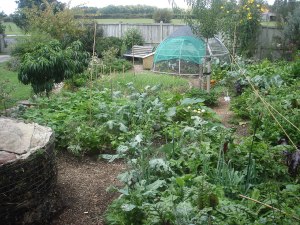 front Garden march 2013 001