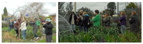 Moving the dome and the chicken queue